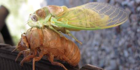 Verpoppig van een cicade
